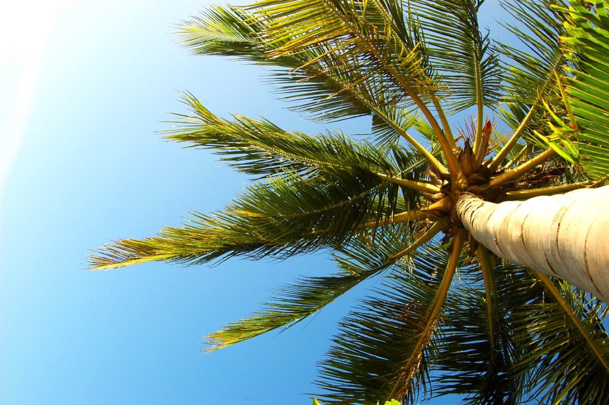 Palm trees against a clear blue sky at a beachfront resort
