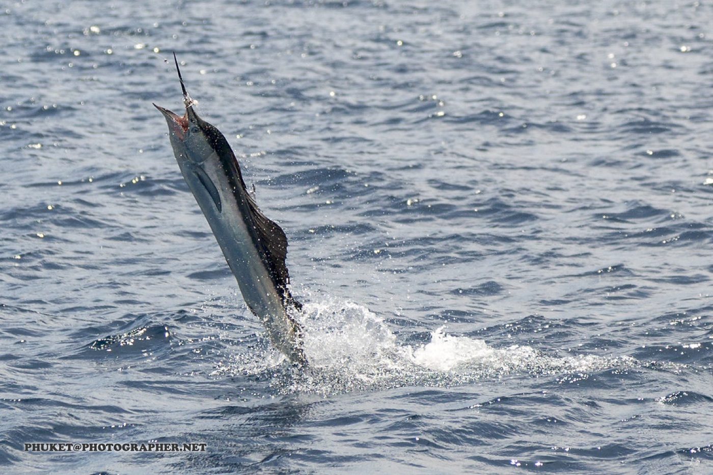 A marlin leaping from the ocean during a deep-sea fishing charter